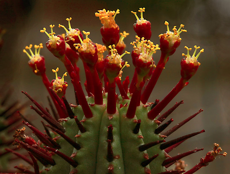 Euphorbia enopla